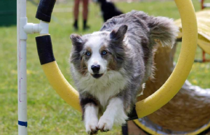 Starting Dog Agility Training For Long Term Fitness