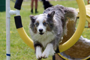 Starting Dog Agility Training For Long Term Fitness