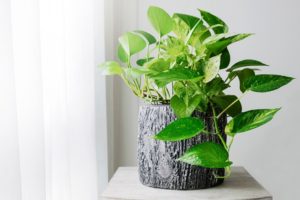 Most Beautiful Foliage Plants to Improve Health Quality